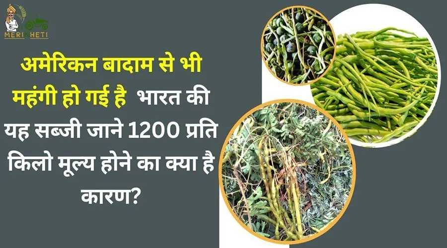अमेरिकन बादाम से भी महंगी हो गई है भारत की यह सब्जी जाने 1200 प्रति किलो मूल्य होने का क्या है कारण?