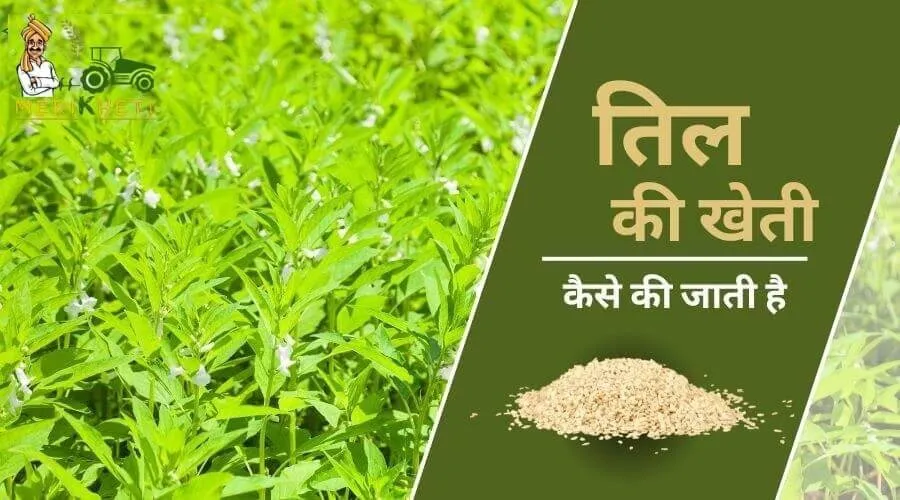 तिल की खेती कैसे की जाती है जाने इसके बारे में सम्पूर्ण जानकारी