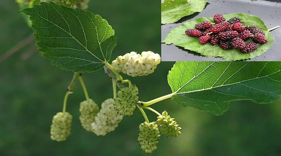 किसान शहतूत की खेती से कमा रहा लाखों, अन्य किसानों के लिए भी बना नजीर