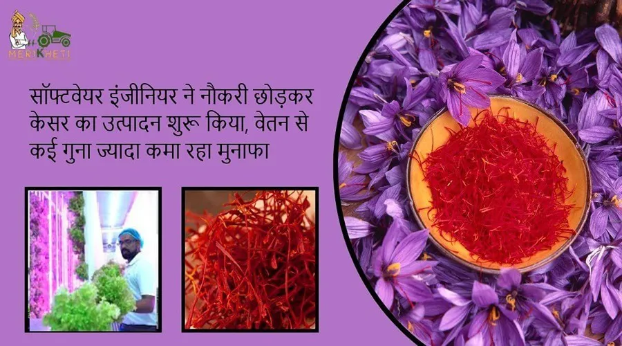 सॉफ्टवेयर इंजीनियर ने नौकरी छोड़कर केसर का उत्पादन शुरू किया, वेतन से कई गुना ज्यादा कमा रहा मुनाफा