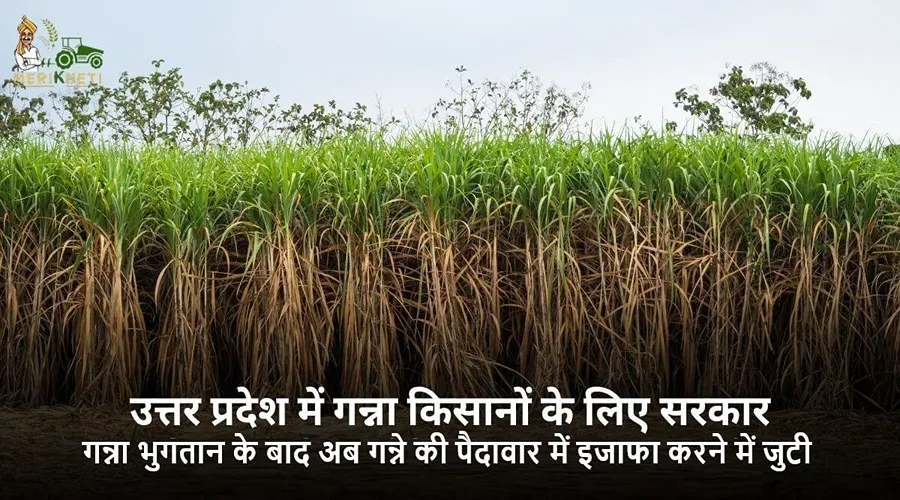 यह राज्य सरकार बकाये गन्ना भुगतान के निराकरण के बाद अब गन्ने की पैदावार में इजाफा करने की कोशिश में जुटी