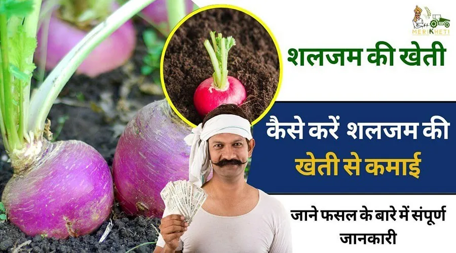 कैसे करें शलजम की खेती से कमाई; जाने फसल के बारे में संपूर्ण जानकारी