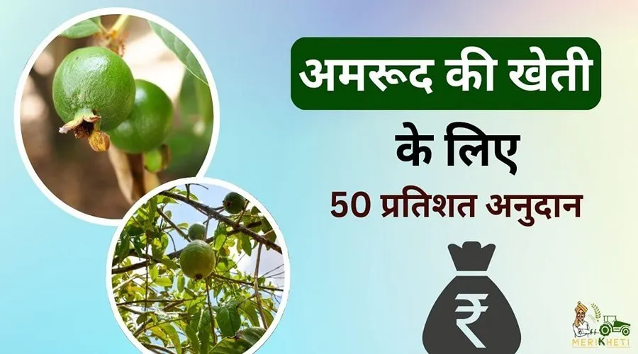 अमरूद की खेती को बढ़ावा देने के लिए इस राज्य में मिल रहा 50 प्रतिशत अनुदान