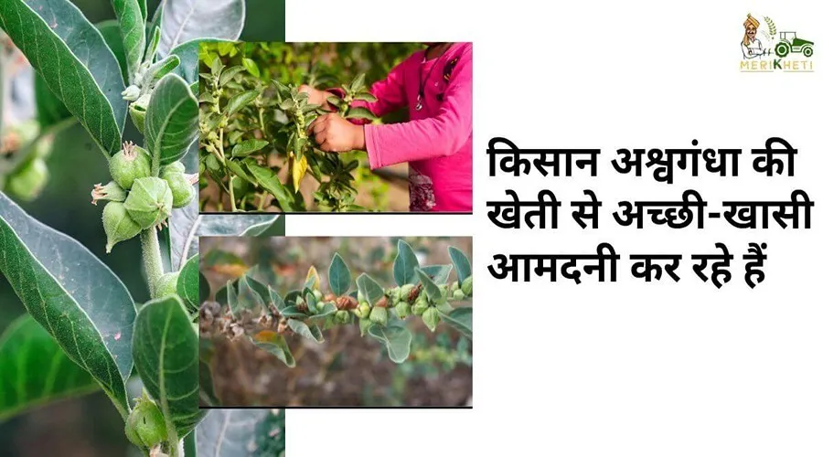 Ashwgandha Farming: किसान अश्वगंधा की खेती से अच्छी-खासी आमदनी कर रहे हैं