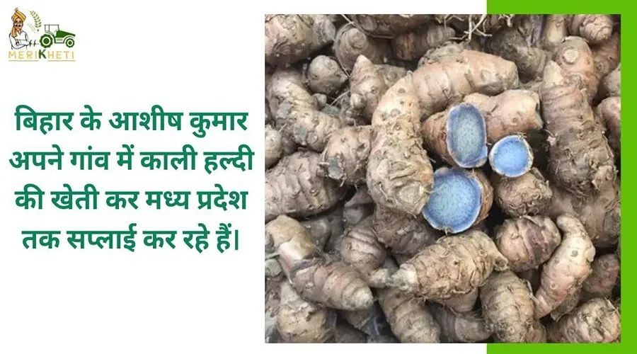 बिहार के आशीष कुमार अपने गांव में काली हल्दी की खेती कर मध्य प्रदेश तक सप्लाई कर रहे हैं।