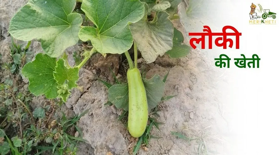 लौकी की खेती से संबंधित विस्तृत जानकारी