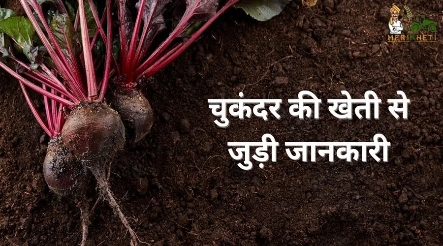 चुकंदर की खेती से जुड़ी जानकारी (How To Cultivate Beetroot Farming)