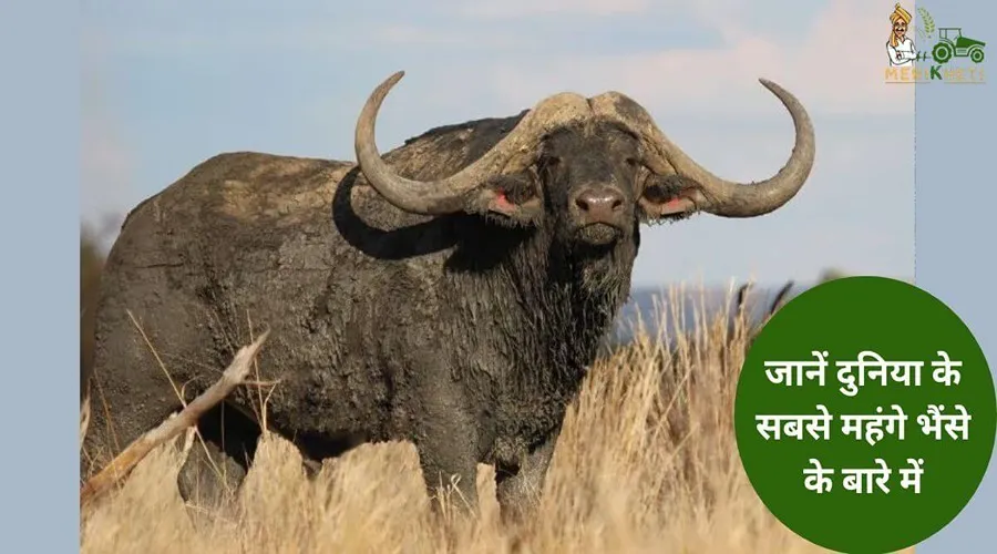 जानें दुनिया के सबसे महंगे भैंसे के बारे में