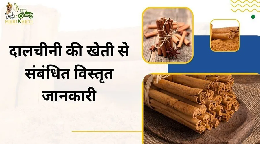 दालचीनी की खेती से संबंधित विस्तृत जानकारी (How to Grow Cinnamon)