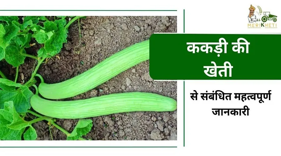 ककड़ी की खेती से संबंधित महत्वपूर्ण जानकारी