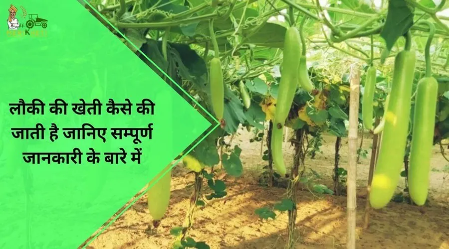 लौकी की खेती कैसे की जाती है जानिए सम्पूर्ण जानकारी के बारे में