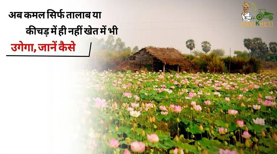 अब कमल सिर्फ तालाब या कीचड़ में ही नहीं खेत में भी उगेगा, जानें कैसे