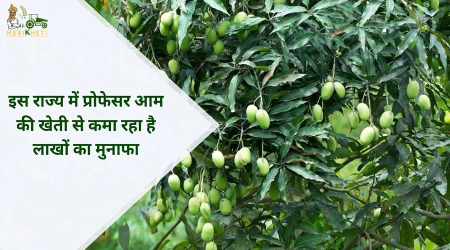 इस राज्य में प्रोफेसर आम की खेती से कमा रहा है लाखों का मुनाफा