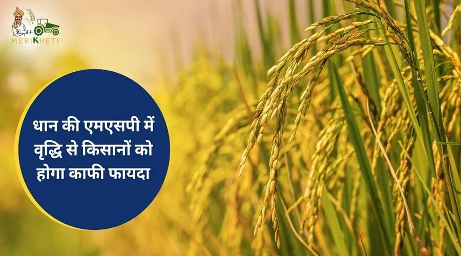 धान की एमएसपी में वृद्धि से किसानों को होगा काफी फायदा