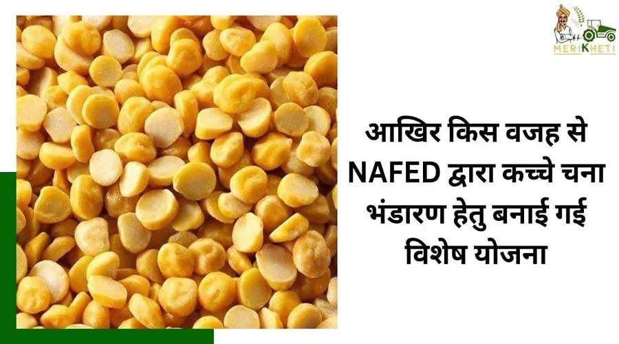 आखिर किस वजह से NAFED द्वारा कच्चे चना भंडारण हेतु बनाई गई विशेष योजना