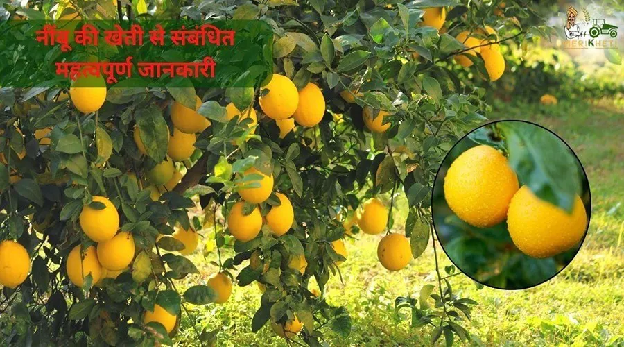 नींबू की खेती से संबंधित महत्वपूर्ण जानकारी