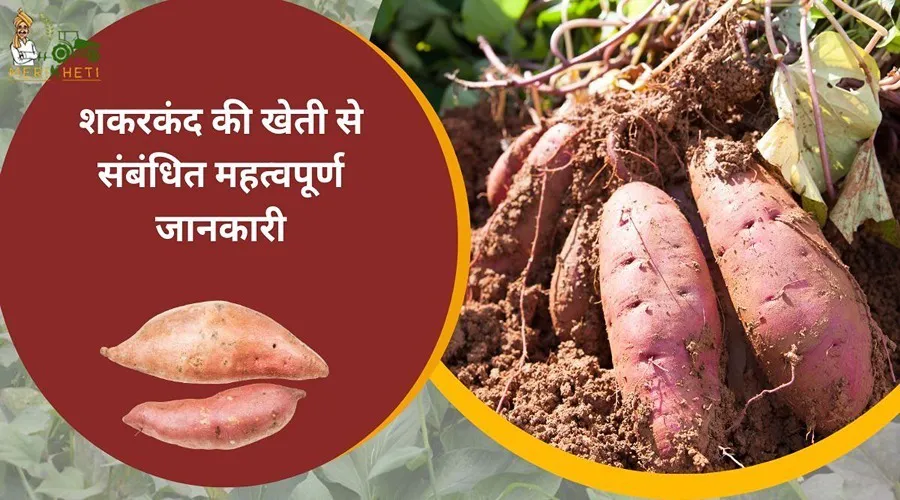 Sweet Potato Farming: शकरकंद की खेती से संबंधित महत्वपूर्ण जानकारी