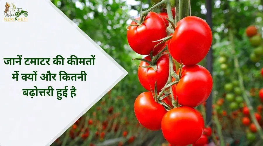 जानें टमाटर की कीमतों में क्यों और कितनी बढ़ोत्तरी हुई है