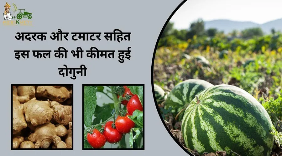 अदरक और टमाटर सहित इस फल की भी कीमत हुई दोगुनी
