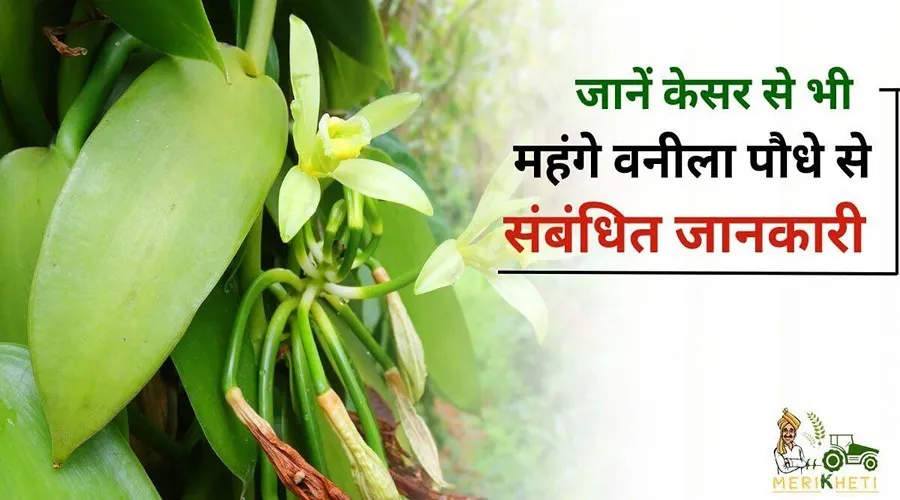 जानें केसर से भी महंगे वनीला पौधे से संबंधित जानकारी