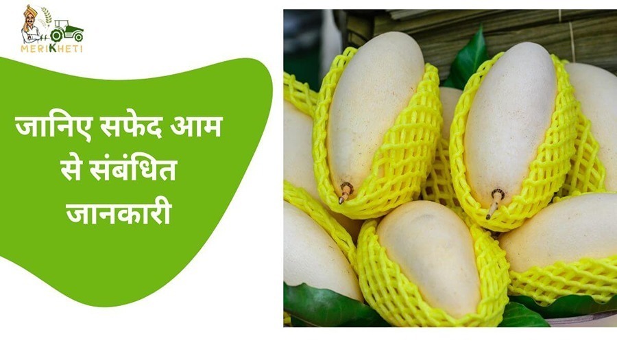 जानिए सफेद आम से संबंधित जानकारी (White Mango information in Hindi)