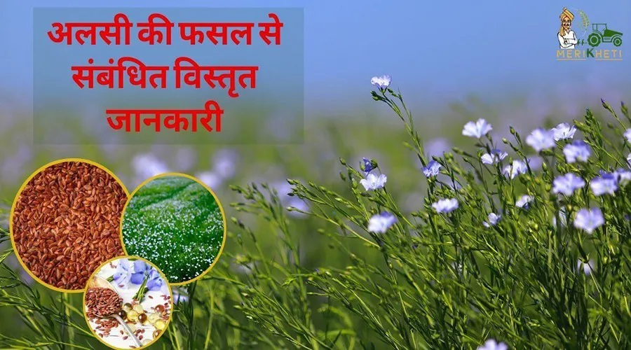 अलसी की फसल से संबंधित विस्तृत जानकारी