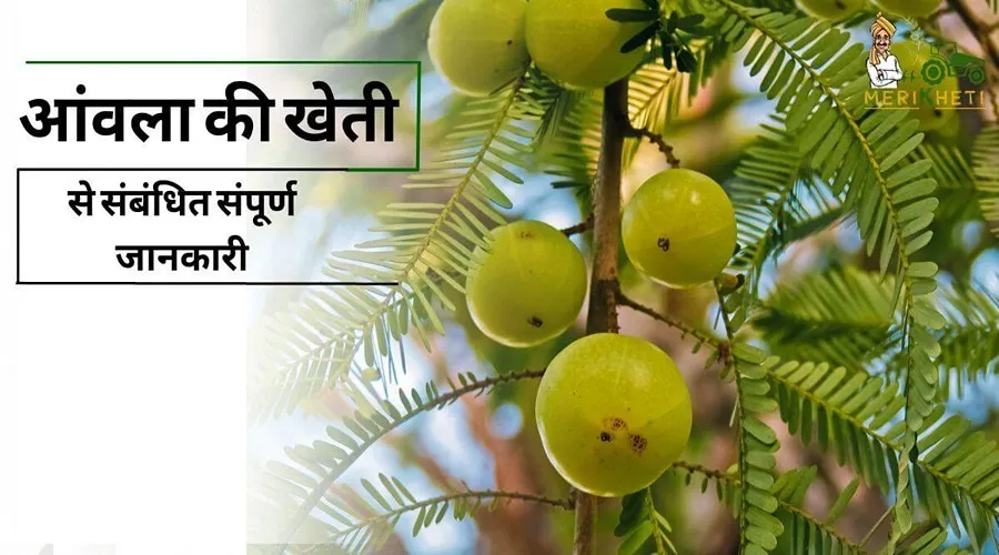 आंवला की खेती से संबंधित संपूर्ण जानकारी