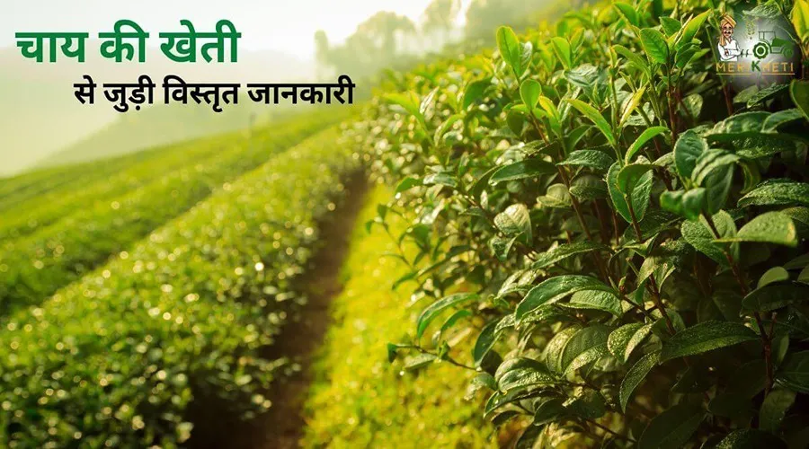 चाय की खेती से जुड़ी विस्तृत जानकारी