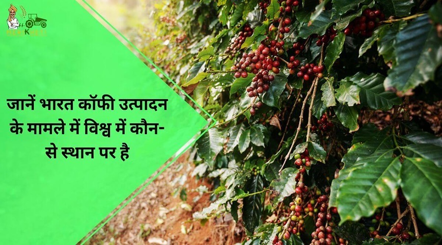 जानें भारत कॉफी उत्पादन के मामले में विश्व में कौन-से स्थान पर है
