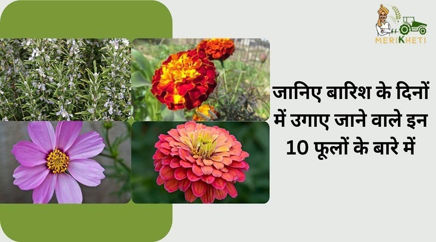 जानिए बारिश के दिनों में उगाए जाने वाले इन 10 फूलों के बारे में