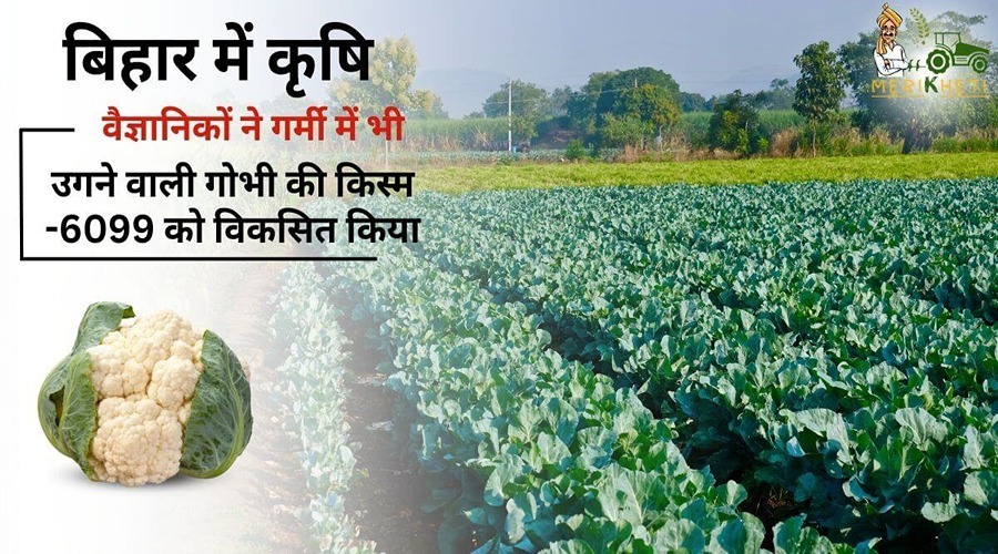 बिहार में कृषि वैज्ञानिकों ने गर्मी में भी उगने वाली गोभी की किस्म-6099 को विकसित किया