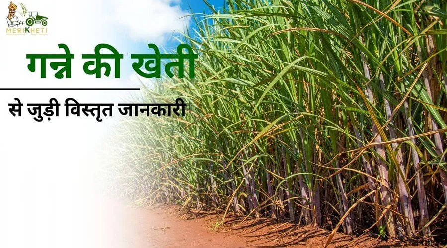 गन्ने की खेती से जुड़ी विस्तृत जानकारी