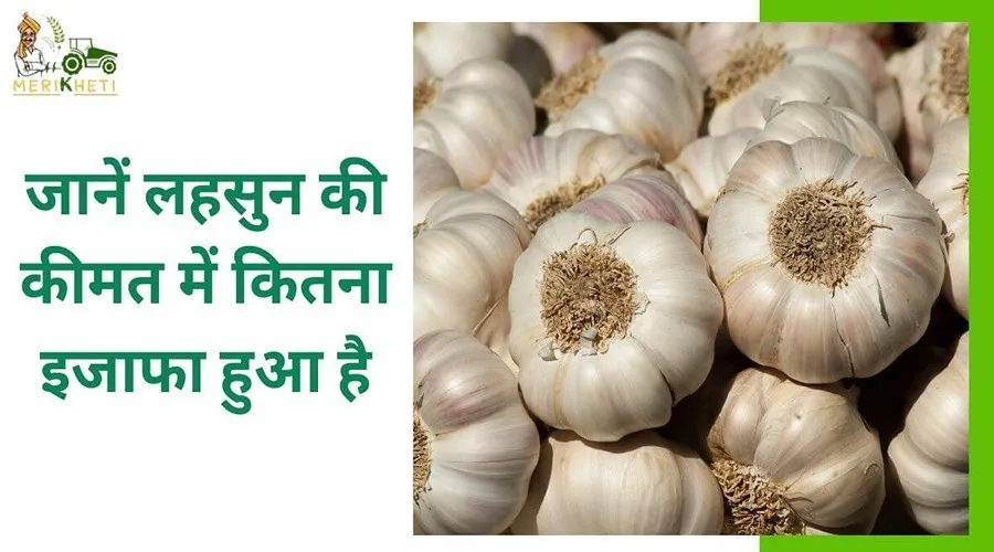 जानें लहसुन की कीमत में कितना इजाफा हुआ है