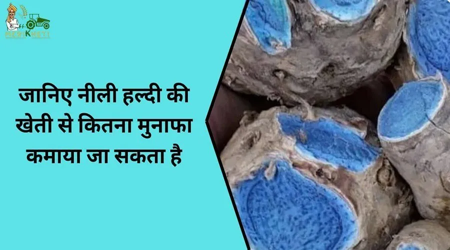 जानिए नीली हल्दी की खेती से कितना मुनाफा कमाया जा सकता है