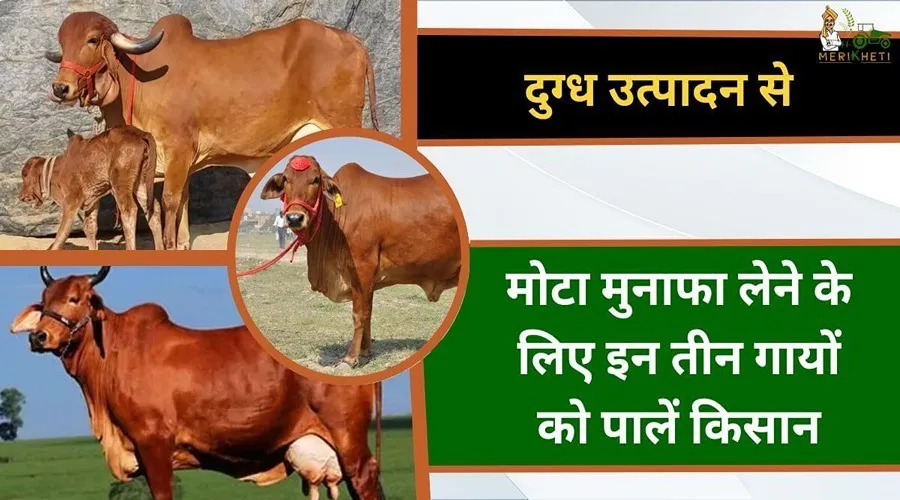 दुग्ध उत्पादन से मोटा मुनाफा लेने के लिए इन तीन गायों को पालें किसान