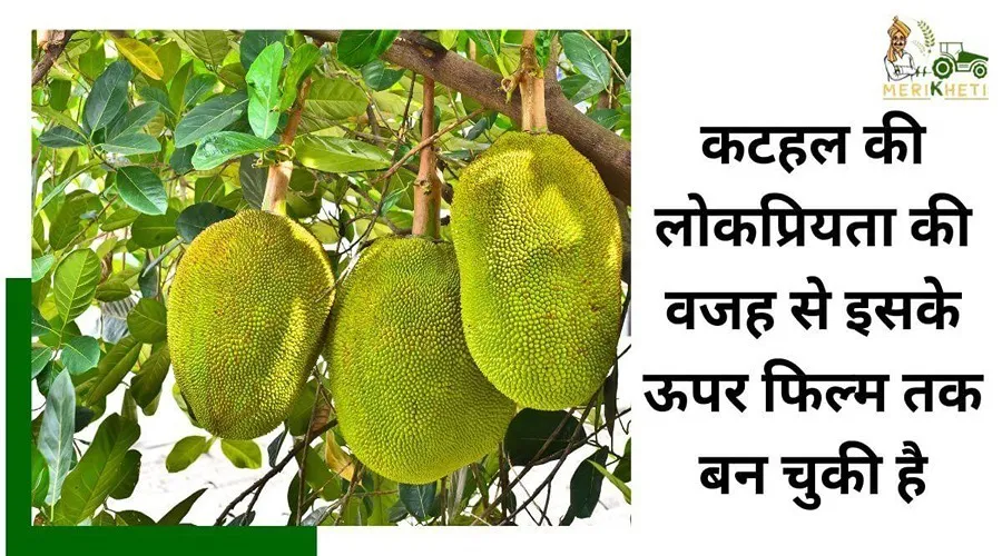 कटहल की लोकप्रियता की वजह से इसके ऊपर फिल्म तक बन चुकी है