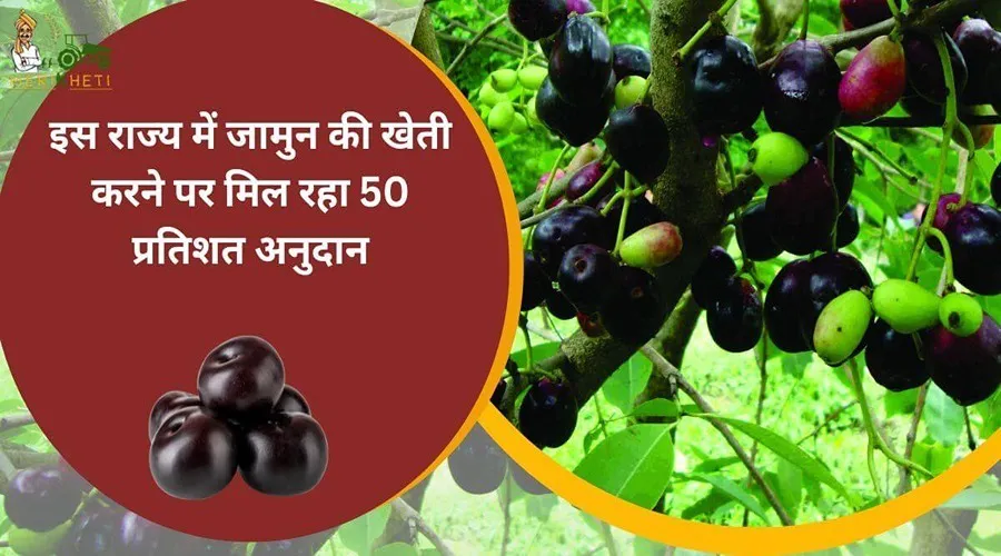 इस राज्य में जामुन की खेती करने पर मिल रहा 50 प्रतिशत अनुदान