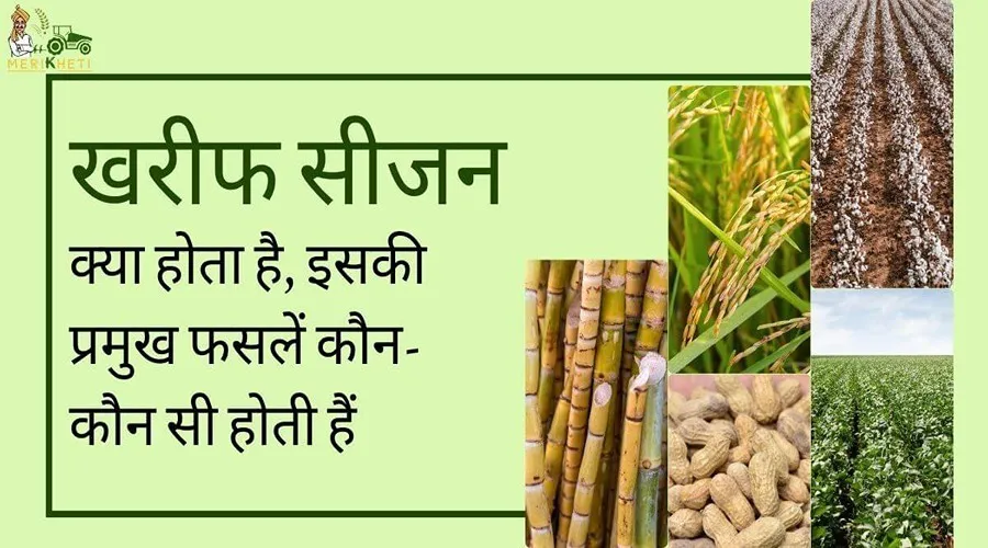 खरीफ सीजन क्या होता है, इसकी प्रमुख फसलें कौन-कौन सी होती हैं