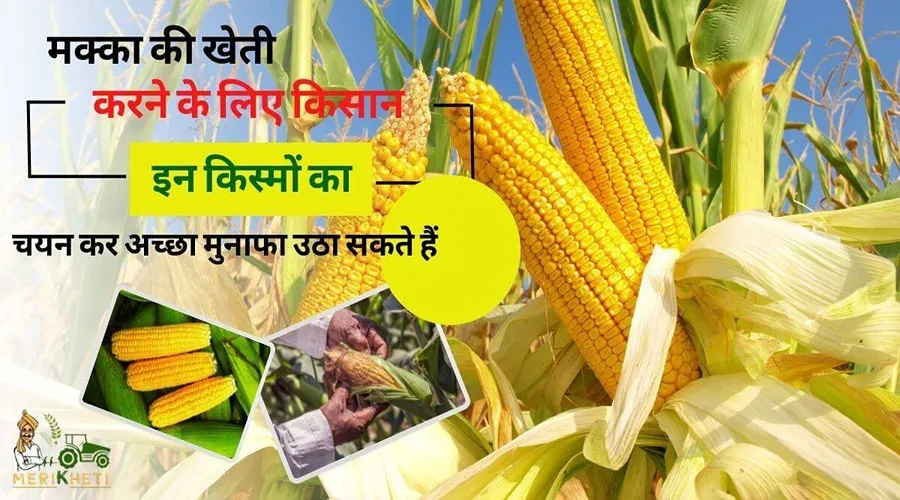 मक्का की खेती करने के लिए किसान इन किस्मों का चयन कर अच्छा मुनाफा उठा सकते हैं