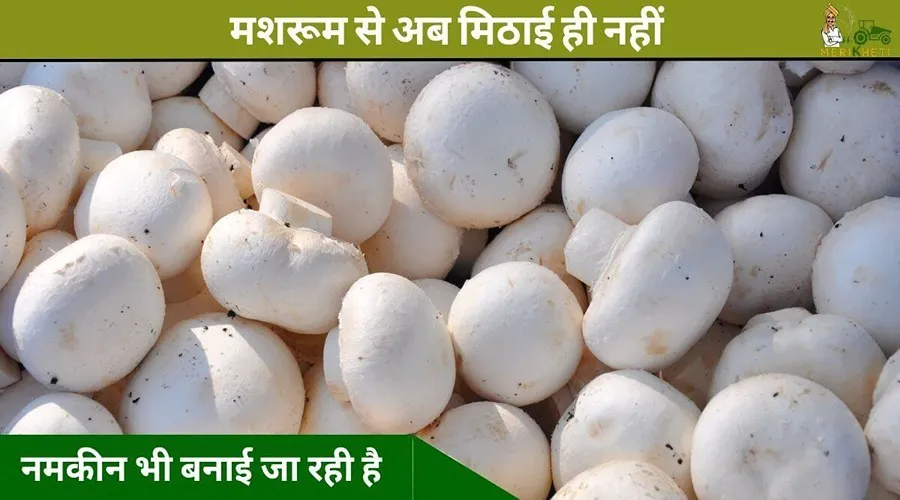 मशरूम से अब मिठाई ही नहीं नमकीन भी बनाई जा रही है