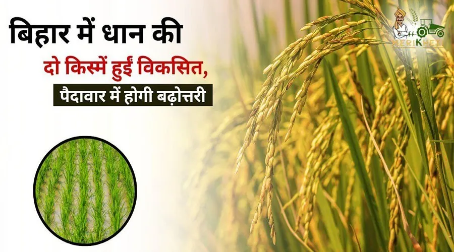 बिहार में धान की दो किस्में हुईं विकसित, पैदावार में होगी बढ़ोत्तरी