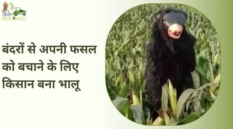 बंदरों से अपनी फसल को बचाने के लिए किसान बना भालू