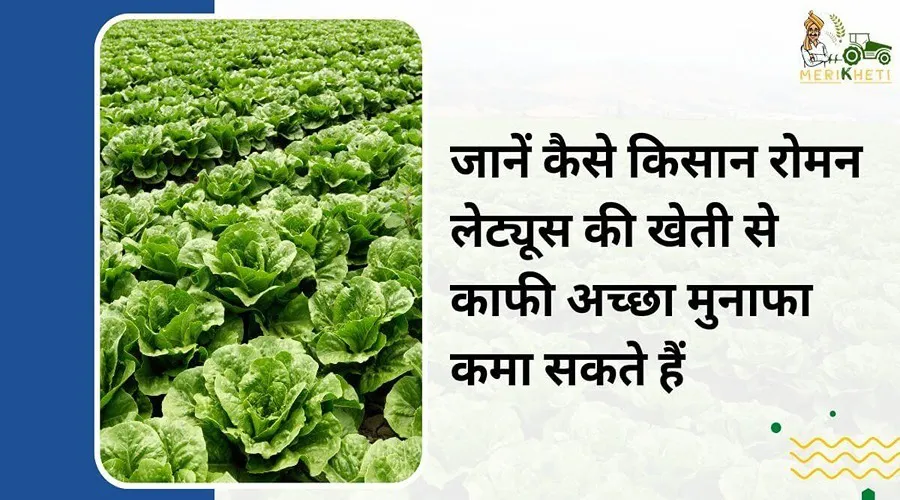 जानें कैसे किसान रोमन लेट्यूस की खेती से काफी अच्छा मुनाफा कमा सकते हैं