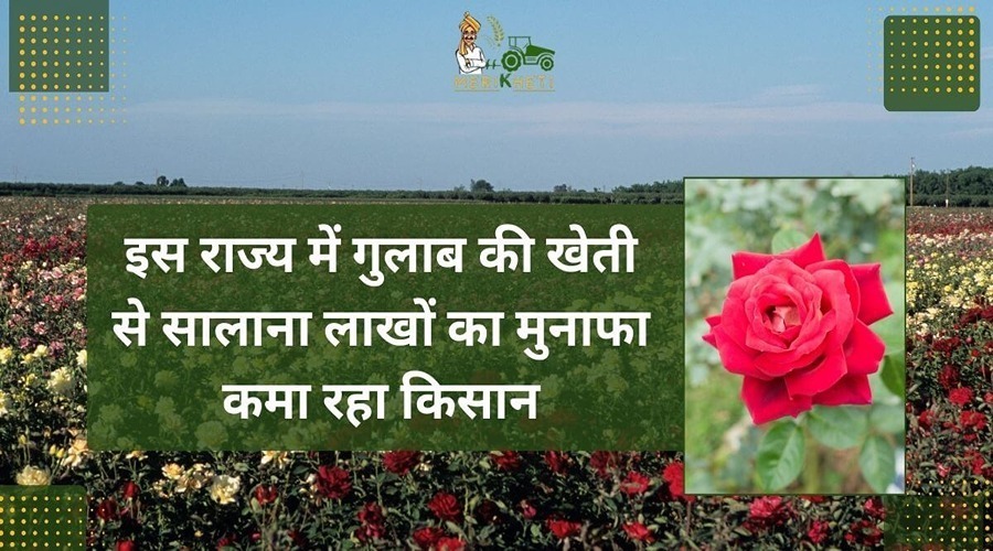 इस राज्य में गुलाब की खेती से सालाना लाखों का मुनाफा कमा रहा किसान