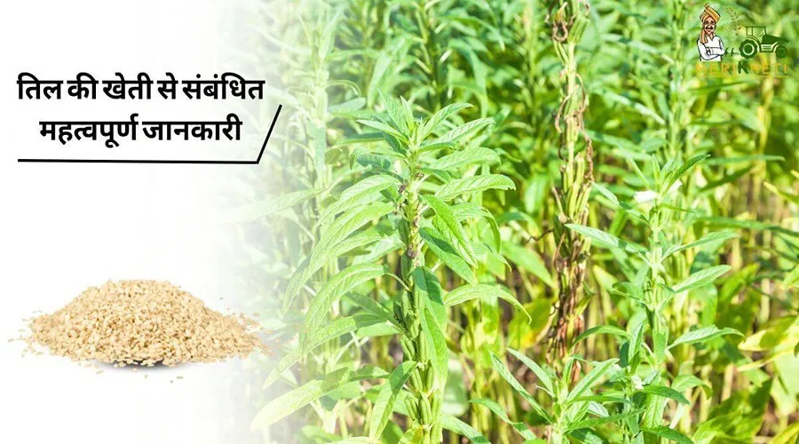 तिल की खेती से संबंधित महत्वपूर्ण जानकारी