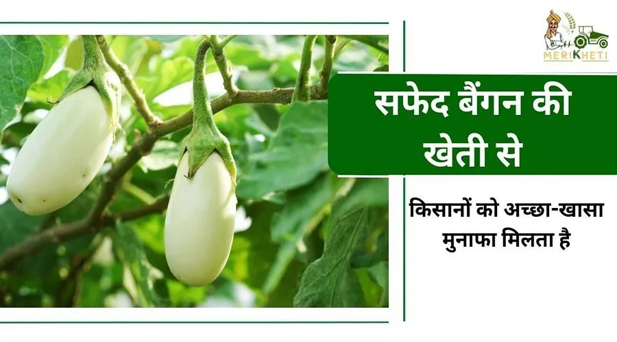 सफेद बैंगन की खेती से किसानों को अच्छा-खासा मुनाफा मिलता है