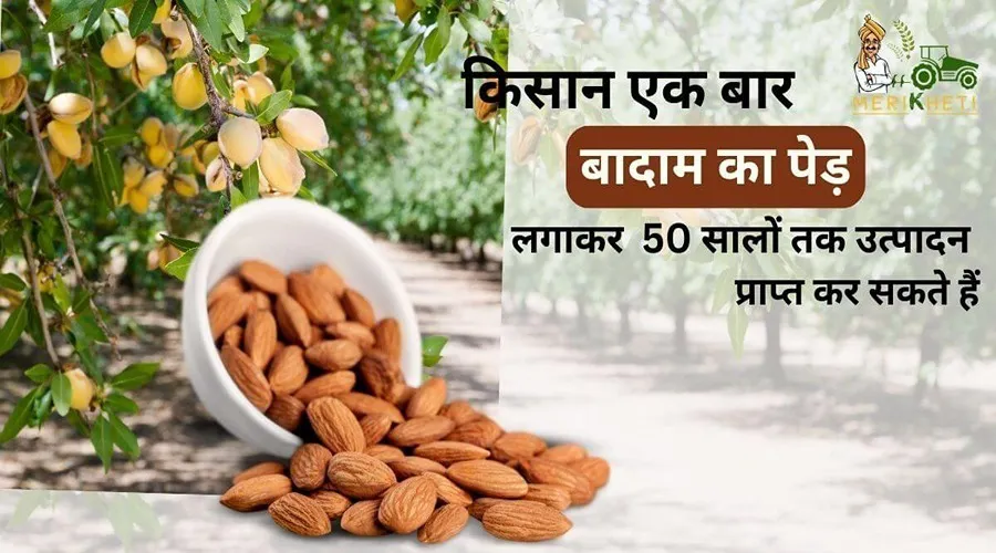 किसान एक बार बादाम का पेड़ लगाकर 50 सालों तक उत्पादन प्राप्त कर सकते हैं