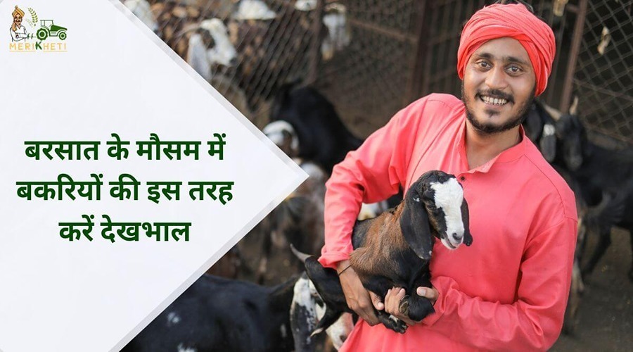 बरसात के मौसम में बकरियों की इस तरह करें देखभाल | Goat Farming