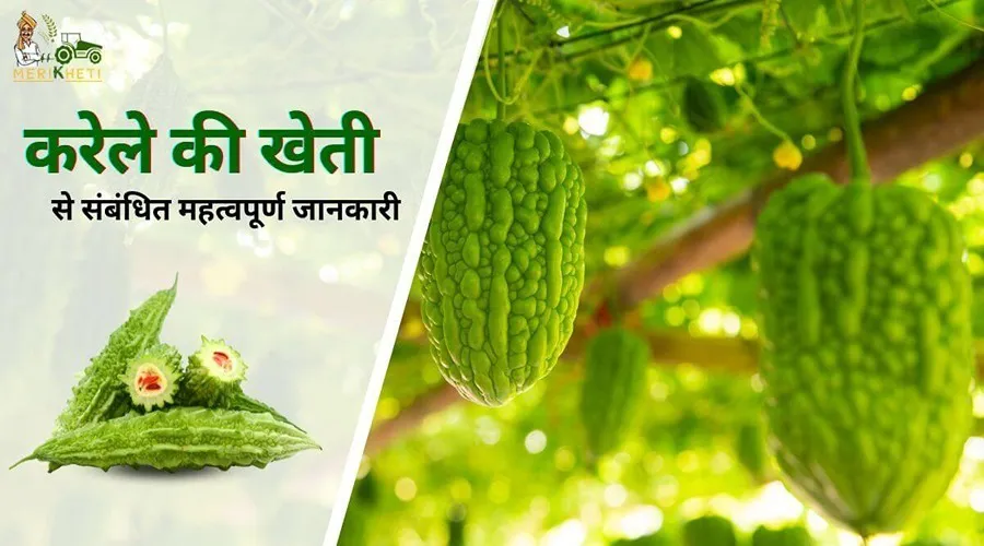 करेले की खेती से संबंधित महत्वपूर्ण जानकारी
