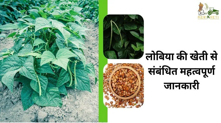 लोबिया की खेती से संबंधित महत्वपूर्ण जानकारी